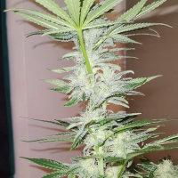 Super Sativa Seed Club Kosher Haze | Reg | 24er