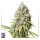 Super Sativa Seed Club Kosher Haze | Reg | 24er