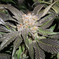 Super Sativa Seed Club Lava Freeze | Fem | 8er
