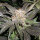 Super Sativa Seed Club Lava Freeze | Fem | 8er