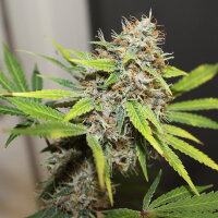 Super Sativa Seed Club Pineapple Poison | Fem | 5er