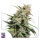 Super Sativa Seed Club Pineapple Poison | Fem | 5er