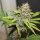 Super Sativa Seed Club Pineapple Poison | Fem | 5er