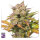 Super Sativa Seed Club Sweet Bourbon Auto Kush | Auto | 8er