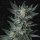 T.H. Seeds Auto Bubblegum | Auto | 10er