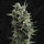 T.H. Seeds Auto Critical HOG | Auto | 5er