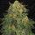 T.H. Seeds Bubblegum | Fem | 10er