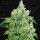 T.H. Seeds Citron Givré | Fem | 5er