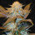 T.H. Seeds Critical HOG | Fem | 5er