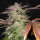 T.H. Seeds Gelato Cake | Fem | 5er