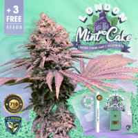 T.H. Seeds London Mint Cake 710 | Fem | 5er | Limited!