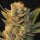 T.H. Seeds MK Ultra x Bubblegum | Fem | 5er
