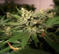 T.H. Seeds Mkage | Fem | 10er