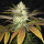 T.H. Seeds Orangesicle | Fem | 5er