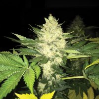 T.H. Seeds Roof 95 | Fem | 5er