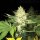 T.H. Seeds Roof 95 | Fem | 5er