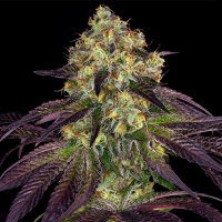 T.H. Seeds Stracciatella | Fem | 5er