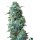 White Label Afghan Kush | Reg | 10er
