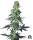 White Label Amnesia White | Reg | 10er