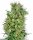 White Label Cal Orange Bud | Reg | 10er