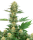 White Label Gelato # 420 | Fem | 5er