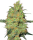 White Label Master Kush | Fem | 5er