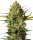 White Label Master Kush Automatik | Auto | 5er