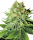 White Label Northern Lights Automatik | Auto | 5er