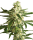 White Label White Diesel Haze Automatik | Auto | 10er