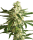 White Label White Diesel Haze Automatik | Auto | 5er