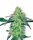 White Label White Skunk | Reg | 10er