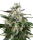 White Label White Skunk Automatik | Auto | 5er