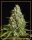 Silent Seeds Amnesia Lemon | Fem | 5er