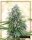 Silent Seeds Critical Mango | Fem | 5er