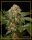 Silent Seeds OG Kush | Fem | 5er