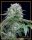 Silent Seeds Starfire OG | Fem | 5er