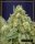 Silent Seeds White Widow | Fem | 5er
