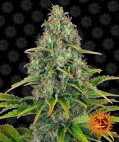 Barneys Farm Blue Cheese | Auto | 5er
