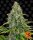 Barneys Farm Blue Cheese | Auto | 5er