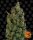 Barneys Farm Blue Cheese | Fem | 10er