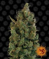 Barneys Farm Blue Cheese | Fem | 5er