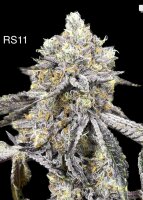 RS11 Hanfsteckling