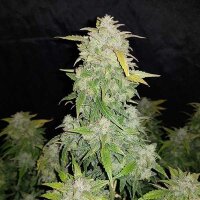 24K Hanfsteckling