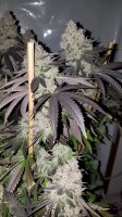 Apple Fritter Hanfsteckling