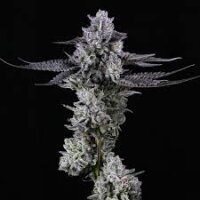 Grape cream Hanfsteckling