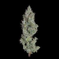 Pineapple Mojito x Sour diesel