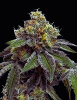 RS11xBanana OG