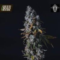 Two Bananas von Oldschool Genetics