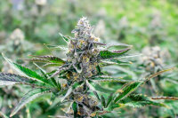 Dirty chem
