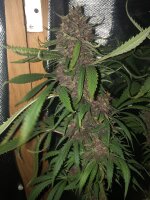Durban Poison